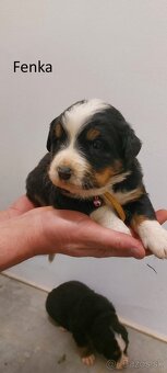 Bernský salašnícky pes- šteniatka - 6