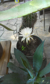 Kvety kaktus sukulent 01 - 6