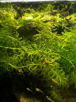 Gupky | Endlerky | Živorodky (NR) - 6