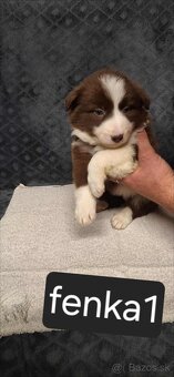 Border Kolia šteniatka - 6