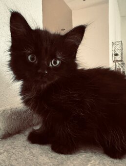Maine Coon (Mainská myvalia) - 6