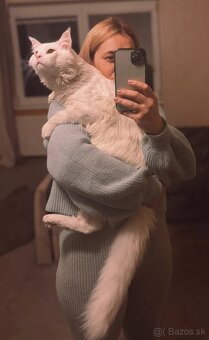 Maine coon mačiatka k odberu - 6