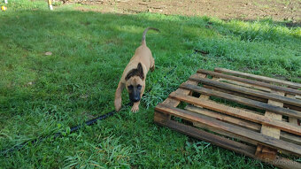 Belgický Malinois - 6