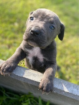 Šteniatka Cane Corso - 6