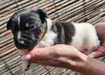 Jack Russell - 6