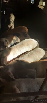 Domáce jatočné ošípané - 6