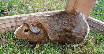 Morské prasiatka - 6