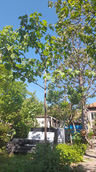 Cisarsky strom Paulownia a Aloe vera - 6