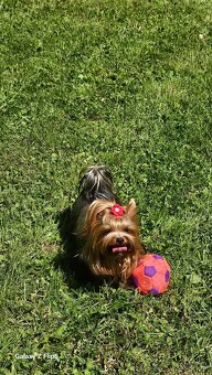 Šteniatko Yorkshire Terrier s PP-REZERVOVANÝ - 6