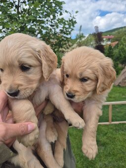 Zlaty retriever - 6