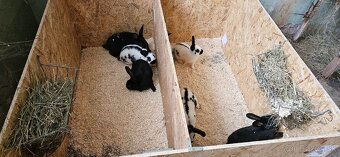 Králiky na predaj Český strakáč a krížence mäsových plemien - 6
