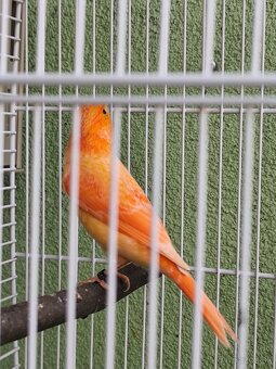 Predám kanárikov . - 6