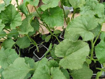 Planty na predaj - 6