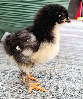 Marans medenokrké - 6