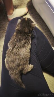 Mačička Maine coon k rezervácii , Mainska myvalia - 6