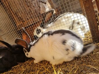 NOS ,FRANCUZSKY BARAN - 6