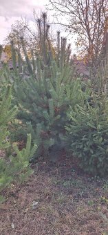 Živé smreky🎄 ako Vianočný stromček🎄 - 6