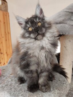 MAINE COON - Mainská mývalia s PP - 6