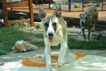 Whippet s PP FCI - 6