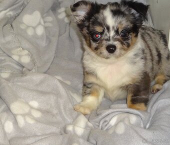 čivava dlhosrsta - 6