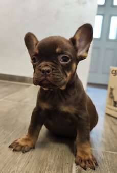 Francuzsky buldocek - 6