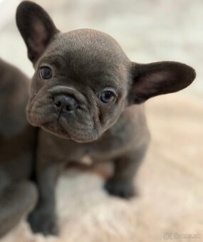 Francúzsky buldoček, buldog - 6