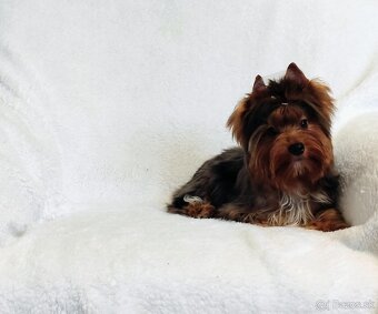 Yorkshire teriér, Yorkshire teriér s PP - 6