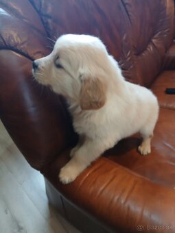 Predám šteniatka Zlatý retriver - 6