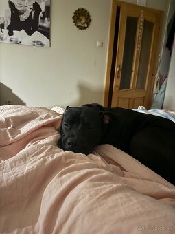 Stafordširsky terier - 6