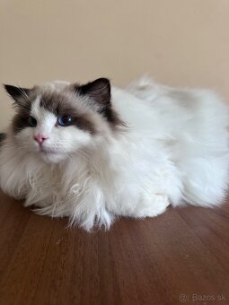 Ragdoll mačiatka s rodokmeňom, s PP FIFE - 6