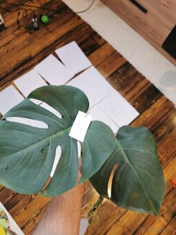 Monstera deliciosa - 6