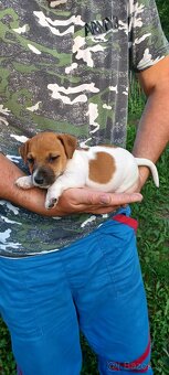 Jack russel terier šteniatka - 6