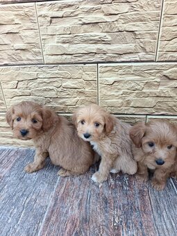 Maltipoo,maltipo - 6