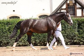 Kobyla sliezsky teplokrvník ( šlonzák ) - 6