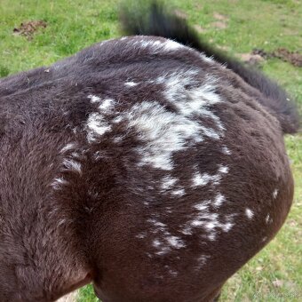 Letošní klisnička Appaloosa - 6