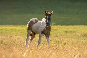 Smoky black tobiano zrebcek na rezervaciu - 6