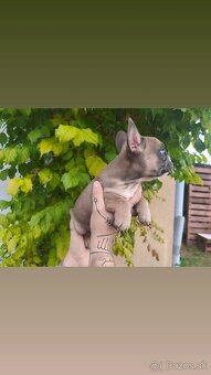 Francúzsky Buldoček - 6