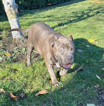American Bully XL - 6