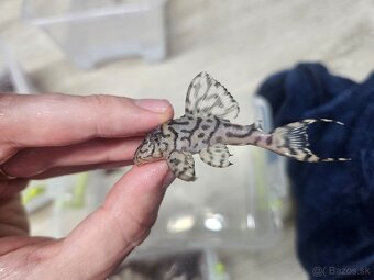 L 236 Creme - odchov - 6