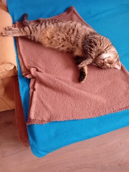 Darujem kocúrov - 6