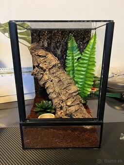 Terária + Acanthoscurria geniculata - 6