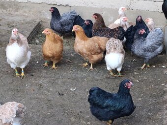 Zdrobnelá wyandotka - 6
