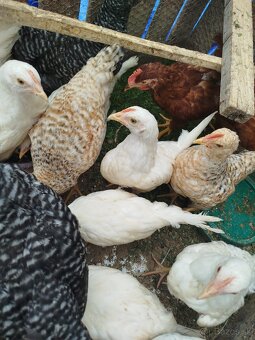 Leghorn - 6