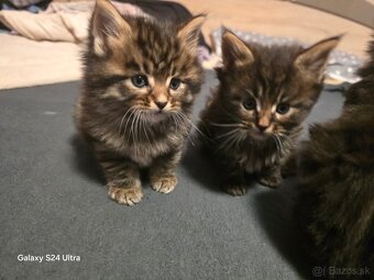 Maine Coon - 6