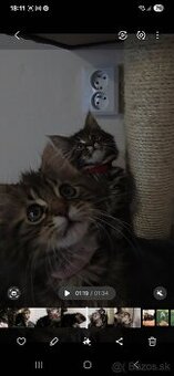 Maine Coon - 6