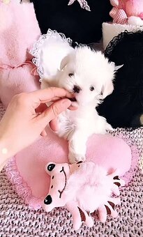 Mini Maltezak - 6