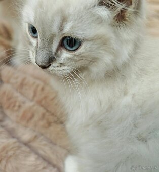 Ragdoll bez PP - 6