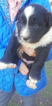 Predám šteniatka kríženej border kólie a čierneho labradora - 6