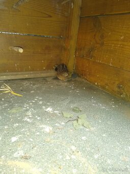 Predám prepelice činske - 6