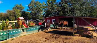 Ustajnenie koní. - 6